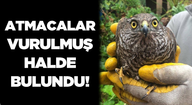 Atmacalar Vurulmuş Halde Bulundu!