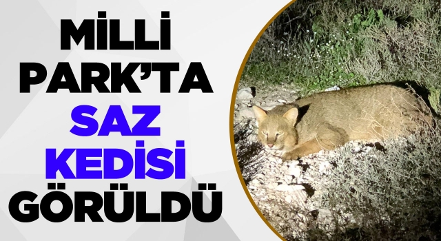 Kuşadası Milli Park'ta Saz Kedisi Görüldü