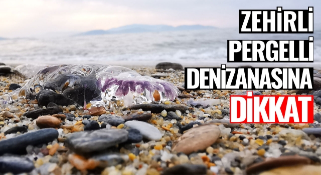 Kuşadası Kıyılarına Zehirli Ölü Denizanaları Vurdu!