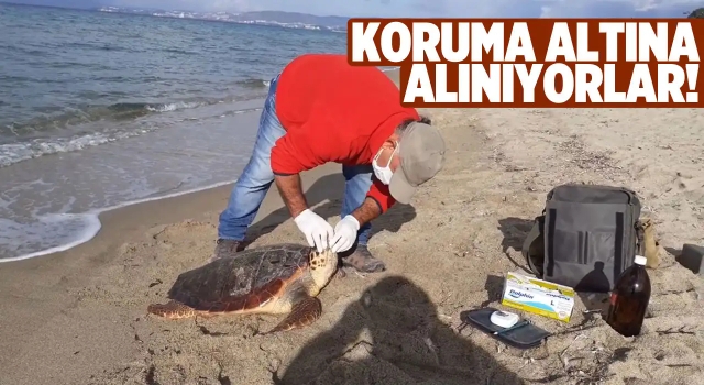 Kuşadası'nda Deniz Kaplumbağalarının Nesli Korunuyor