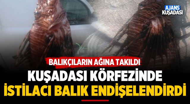 Kuşadası Körfezinde İstilacı Balığın Görülmesi Endişelendirdi