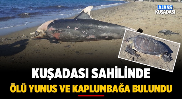 Kuşadası Sahilinde Ölü Yunus ve Kaplumbağa Bulundu!