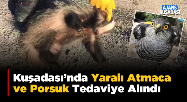 Kuşadası’nda Yaralı Atmaca ve Porsuk Tedavi Altına Alındı!