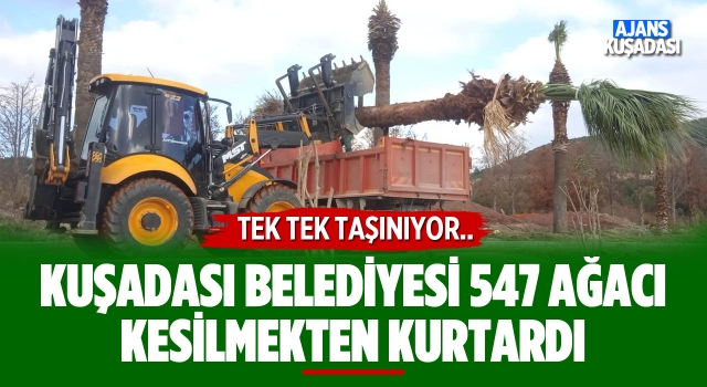 Kuşadası Belediyesi Kentteki 547 Ağacı Kurtardı