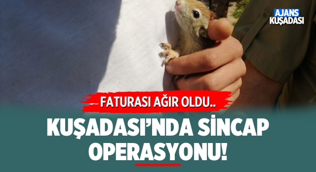 Kuşadası'nda Sincap Operasyonu!