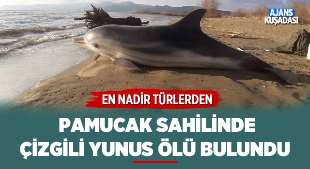 Pamucak Sahilinde Ölü Yunus Bulundu!