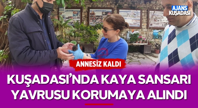 Kuşadası'nda Kaya Sansarı Yavrusu Korumaya Alındı