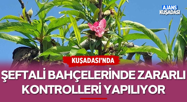 Kuşadası'nda Şeftali Bahçelerinde Zararlı Kontrolleri Yapılıyor