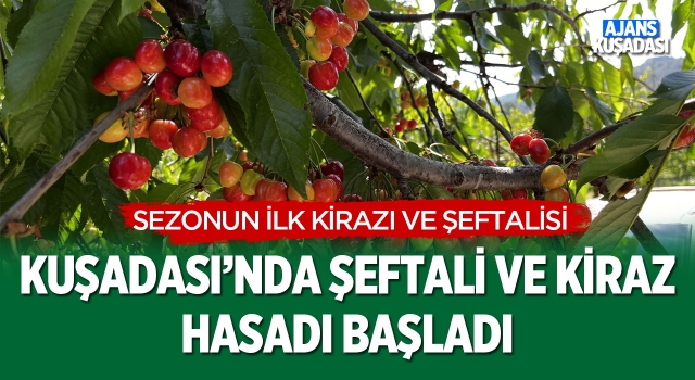 Kuşadası'nda Şeftali ve Kiraz Hasadı Başladı