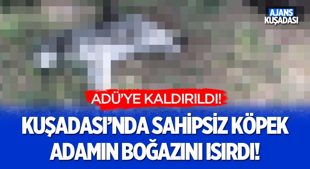 Kuşadası'nda Sahipsiz Köpek Adamın Boğazını Isırdı!