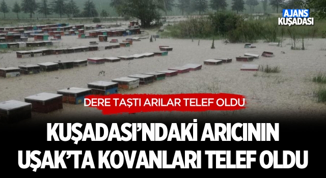 Kuşadası'ndaki Arıcının Uşak'ta Kovanları Telef Oldu!