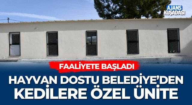 Hayvan Dostu Belediye'den Kedilere Özel Ünite