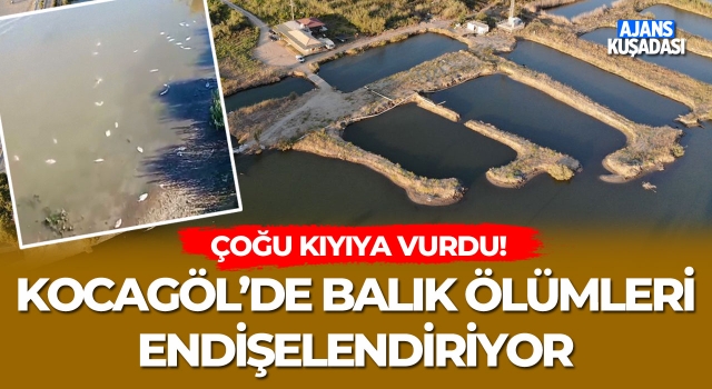 Kocagöl'de Balık Ölümleri Endişelendiriyor