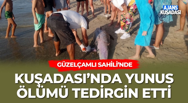 Kuşadası’ndaki Yunus Ölümü Tedirgin Etti