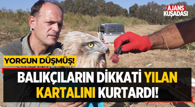 Balıkçıların Dikkati Yılan Kartalını Kurtardı