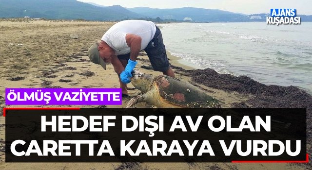 Hedef Dışı Av Olan Caretta Karaya Vurdu