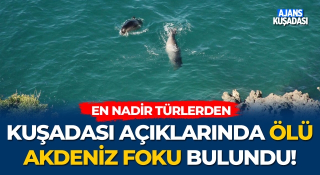 Kuşadası Açıklarında Ölü Akdeniz Foku Bulundu!