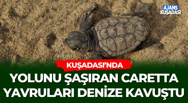 Kuşadası'nda Yolunu Şaşıran Caretta Yavruları Denize Kavuştu