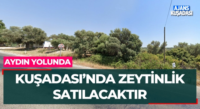 Kuşadası'nda Zeytinlik Satılacaktır