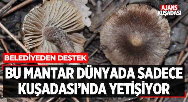 Bu Mantar Dünyada Sadece Kuşadası'nda Yetişiyor!