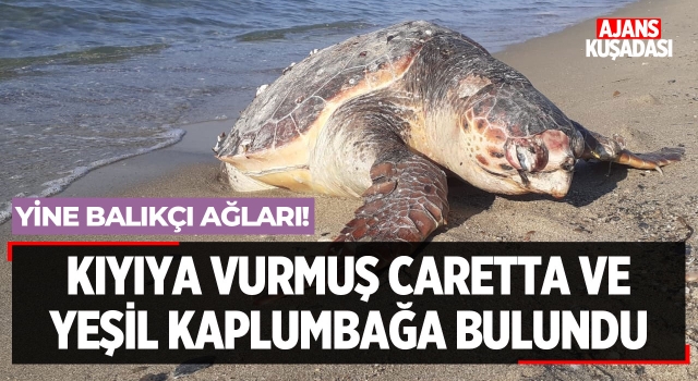 Kuşadası'nda Kıyıya Vurmuş Caretta ve Yeşil Kaplumbağa Bulundu!