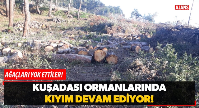 Kuşadası Ormanlarında Kıyım Devam Ediyor!