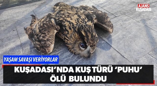 Kuşadası'nda Kuş Türü 'Puhu' Ölü Olarak Bulundu