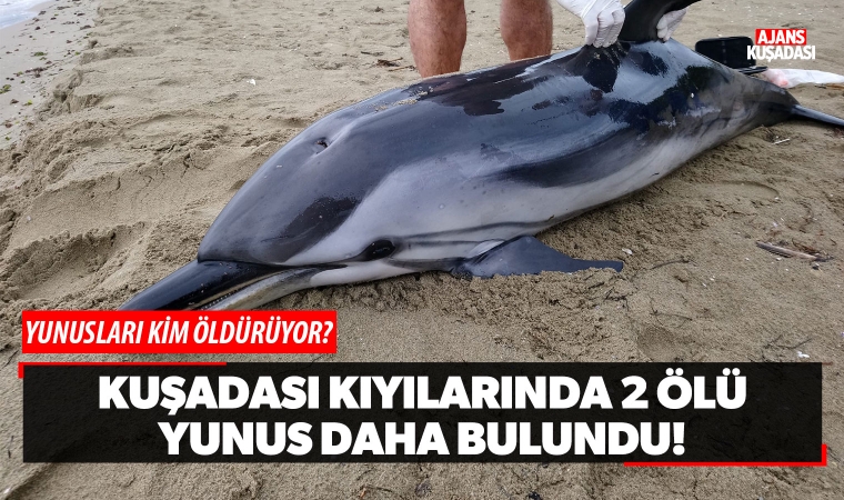 Kuşadası kıyılarında 2 ölü yunus daha bulundu!