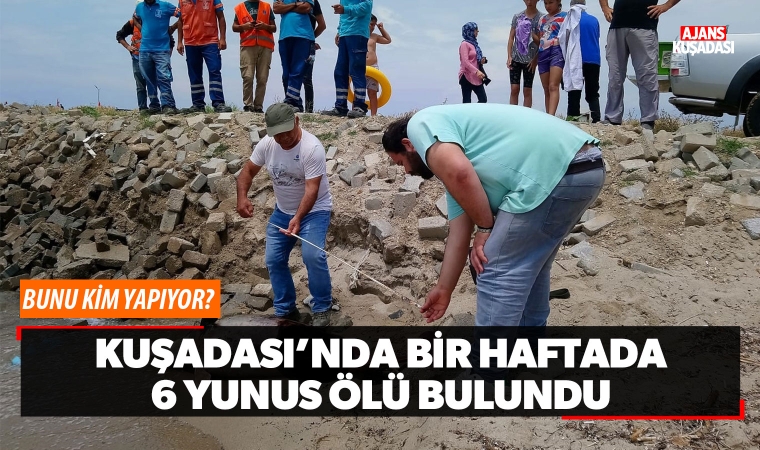 Kuşadası'nda bir haftada 6 yunus ölü bulundu