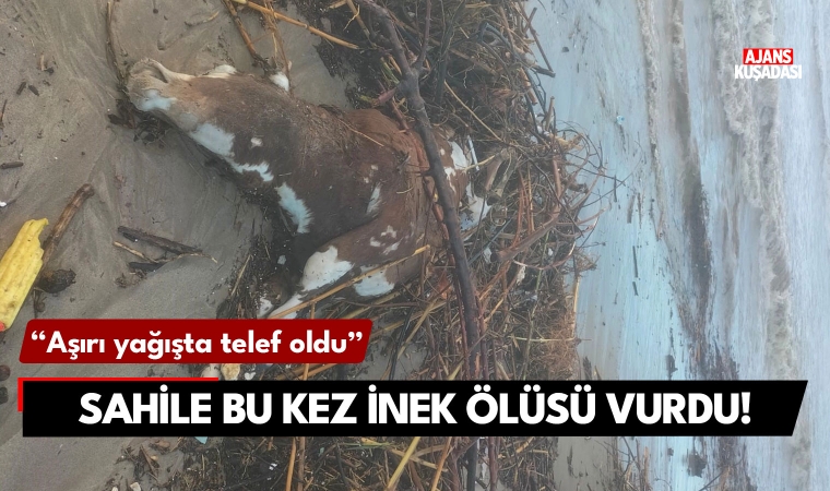 Kuşadası sahiline bu kez inek ölüsü vurdu!