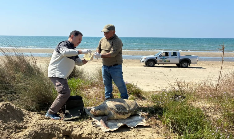 Kuşadası'nda Deniz Kaplumbağası Ölümleri Artıyor!