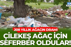 Kuşadası'nda 208 Yıllık Ağaç İçin Seferber Oldular