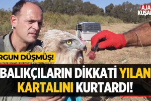 Balıkçıların Dikkati Yılan Kartalını Kurtardı