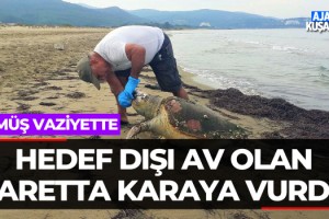 Hedef Dışı Av Olan Caretta Karaya Vurdu