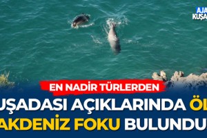 Kuşadası Açıklarında Ölü Akdeniz Foku Bulundu!