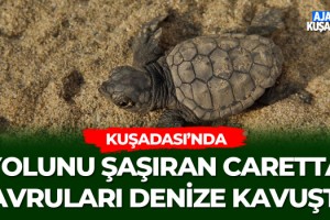 Kuşadası'nda Yolunu Şaşıran Caretta Yavruları Denize Kavuştu