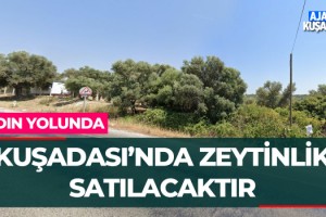 Kuşadası'nda Zeytinlik Satılacaktır