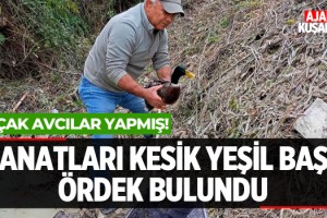 Kuşadası'nda Kanatları Kesik Yeşil Başlı Ördek Bulundu