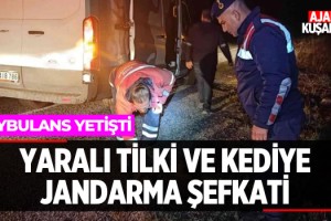 Yaralı Kedi ve Tilkiye Jandarma Şefkati