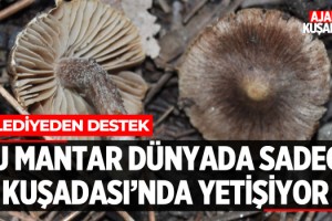 Bu Mantar Dünyada Sadece Kuşadası'nda Yetişiyor!