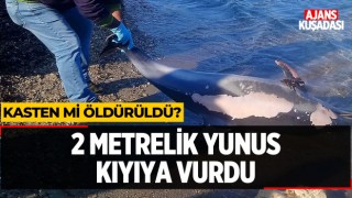 Kuşadası'nda 2 Metrelik Yunus Karaya Vurdu!