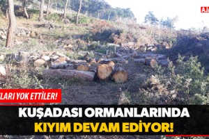 Kuşadası Ormanlarında Kıyım Devam Ediyor!