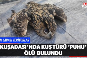 Kuşadası'nda Kuş Türü 'Puhu' Ölü Olarak Bulundu