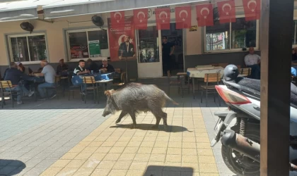 Kuşadası'nda domuz besleyenlere para cezası kesildi!