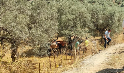 Kuşadası'nda devrilen traktörün altında kalan adam can verdi!