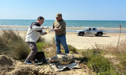 Kuşadası'nda Deniz Kaplumbağası Ölümleri Artıyor!